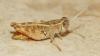 Calliptamus siciliae